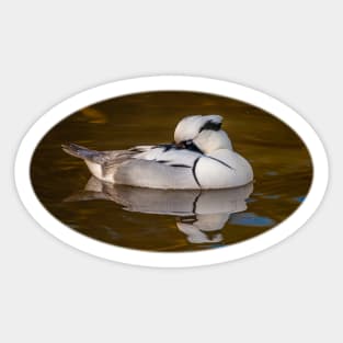 Smew Sticker